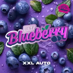 Blueberry XXL Auto|BSF Seeds Brasil