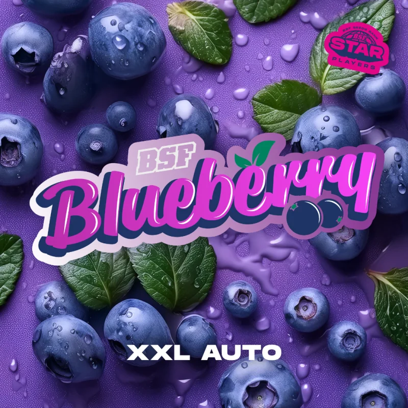 Sementes de Cannabis Automáticas Blueberry XXL Auto | BSF Seeds Brasil | Compre Agora