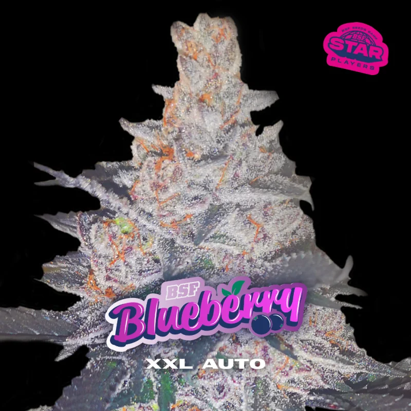 Sementes de Cannabis Automáticas Blueberry XXL Auto | BSF Seeds Brasil | Compre Agora