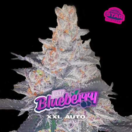 Sementes de Cannabis Automáticas Blueberry XXL Auto | BSF Seeds Brasil | Compre Agora