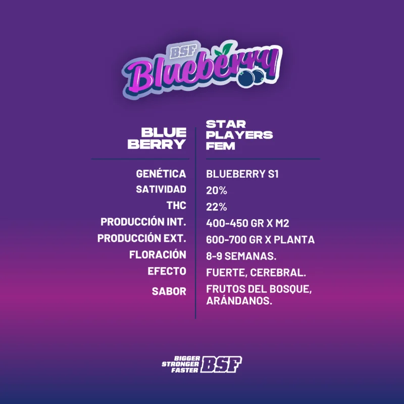 Sementes de Maconha Feminizadas Blueberry Fem | BSF Seeds Brasil