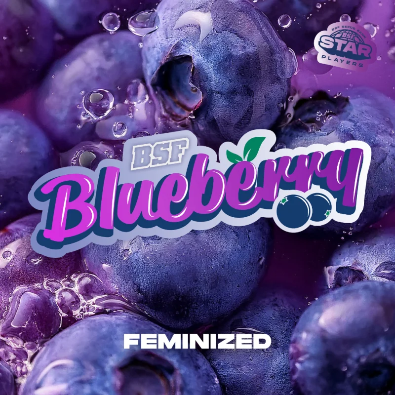 Sementes de Maconha Feminizadas Blueberry Fem | BSF Seeds Brasil