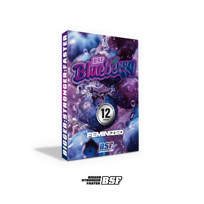Blueberry Fem|BSF Seeds Brasil