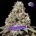 Sementes de Maconha Feminizadas Blueberry Fem | BSF Seeds Brasil