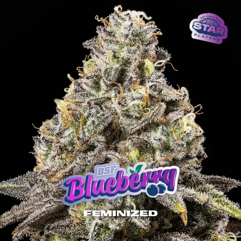 Blueberry Fem|BSF Seeds Brasil
