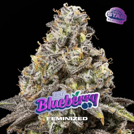 Sementes de Maconha Feminizadas Blueberry Fem | BSF Seeds Brasil
