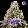 Blueberry Fem|BSF Seeds Brasil