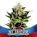 Sementes de Maconha Faster El Gaucho| BSF Seeds Brasil