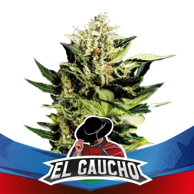 Sementes de Maconha Faster El Gaucho| BSF Seeds Brasil
