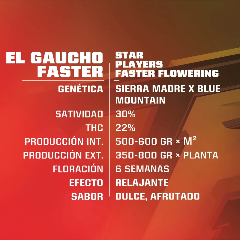Sementes de Maconha Faster El Gaucho| BSF Seeds Brasil