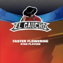 Sementes de Maconha Faster El Gaucho| BSF Seeds Brasil