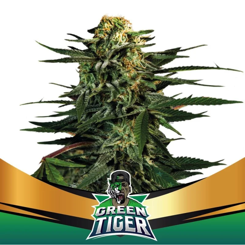 Sementes de Maconha Faster Green Tiger| BSF Seeds Brasil
