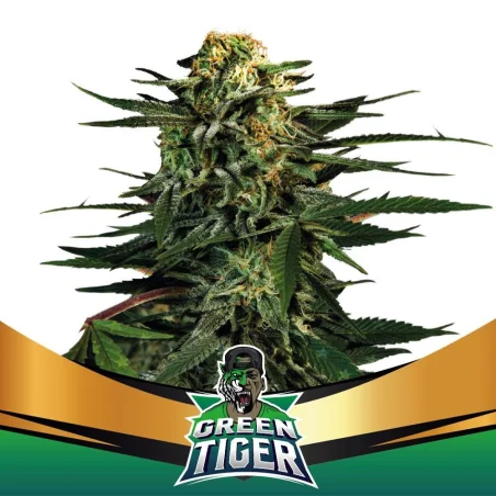 Sementes de Maconha Faster Green Tiger| BSF Seeds Brasil