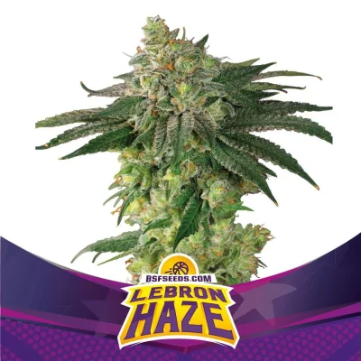 Sementes de Maconha Feminizadas Lebron Haze | BSF Seeds Brasil