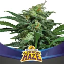 Sementes de Cannabis Automáticas Lebron Haze XXL Auto | BSF Seeds Brasil | Compre Agora