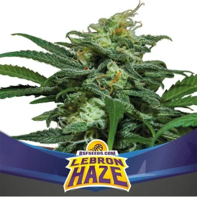 Sementes de Cannabis Automáticas Lebron Haze XXL Auto | BSF Seeds Brasil | Compre Agora