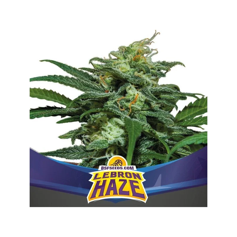 Sementes de Cannabis Automáticas Lebron Haze XXL Auto | BSF Seeds Brasil | Compre Agora