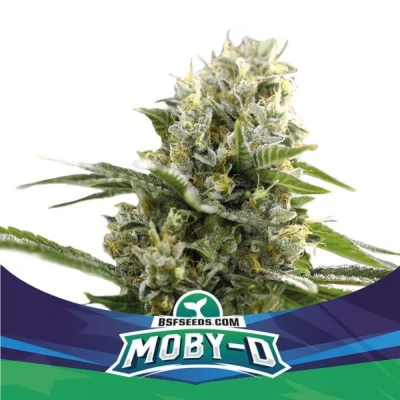 Sementes de Cannabis Automáticas Moby D XXL Auto | BSF Seeds Brasil | Compre Agora