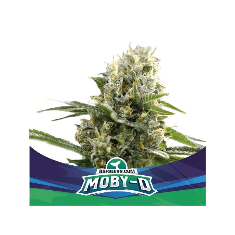 Sementes de Cannabis Automáticas Moby D XXL Auto | BSF Seeds Brasil | Compre Agora
