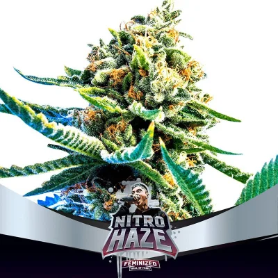 Sementes de Maconha Feminizadas Nitro Haze | BSF Seeds Brasil
