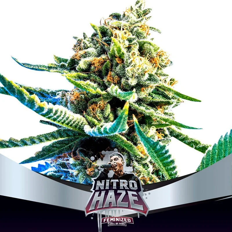 Sementes de Maconha Feminizadas Nitro Haze | BSF Seeds Brasil
