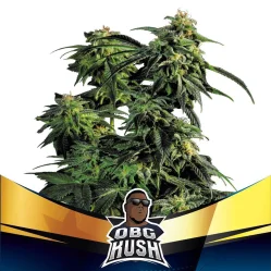 Sementes de Maconha Faster OBG Kush| BSF Seeds Brasil