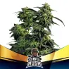 OBG Kush|BSF Seeds Brasil