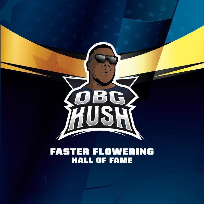 Sementes de Maconha Faster OBG Kush| BSF Seeds Brasil