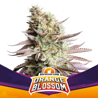 Sementes de Maconha Feminizadas Orange Blossom | BSF Seeds Brasil