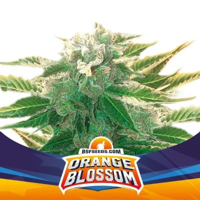 Sementes de Cannabis Automáticas Orange Blossom XXL Auto | BSF Seeds Brasil | Compre Agora