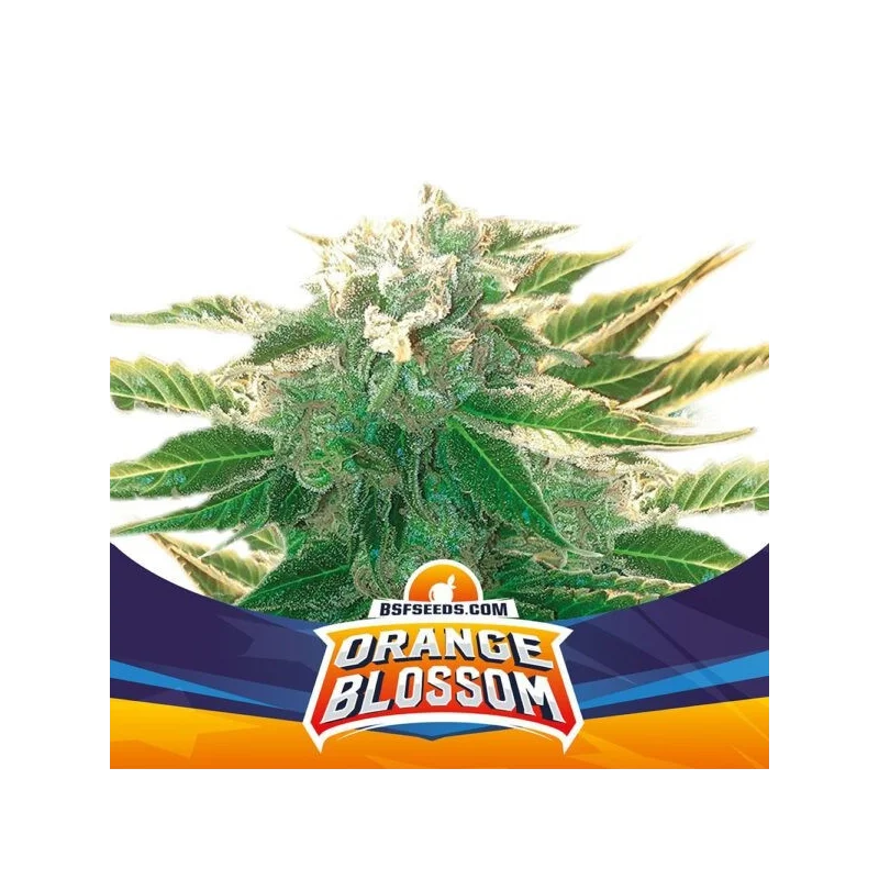 Sementes de Cannabis Automáticas Orange Blossom XXL Auto | BSF Seeds Brasil | Compre Agora