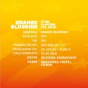 Sementes de Cannabis Automáticas Orange Blossom XXL Auto | BSF Seeds Brasil | Compre Agora