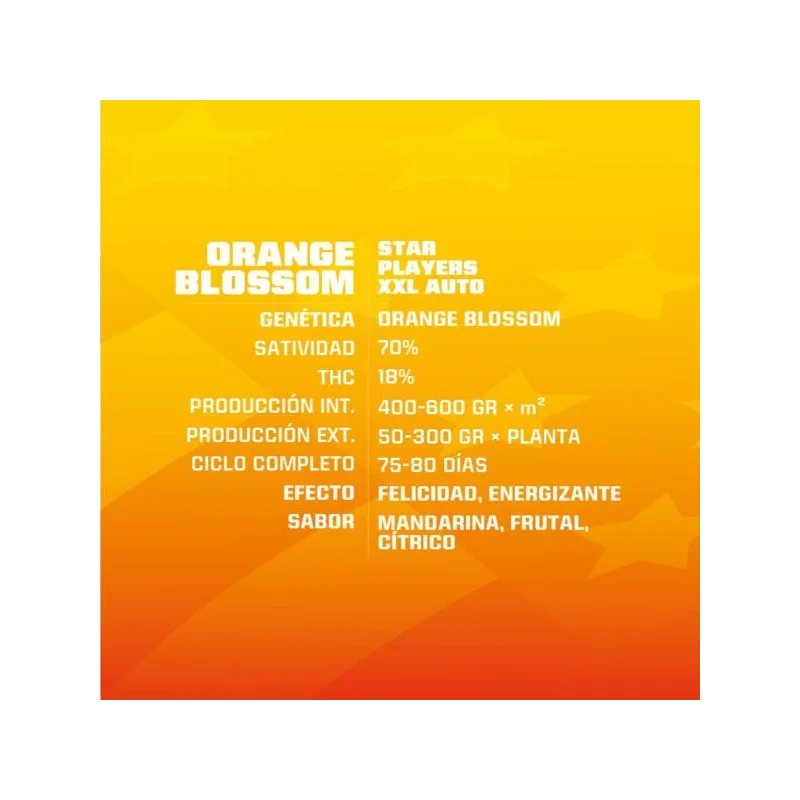 Sementes de Cannabis Automáticas Orange Blossom XXL Auto | BSF Seeds Brasil | Compre Agora