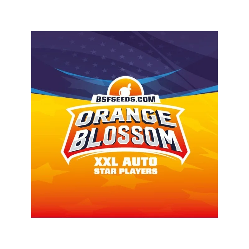 Sementes de Cannabis Automáticas Orange Blossom XXL Auto | BSF Seeds Brasil | Compre Agora