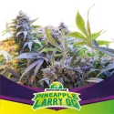Sementes de Maconha Feminizadas Pineapple Larry OG Fem | BSF Seeds Brasil