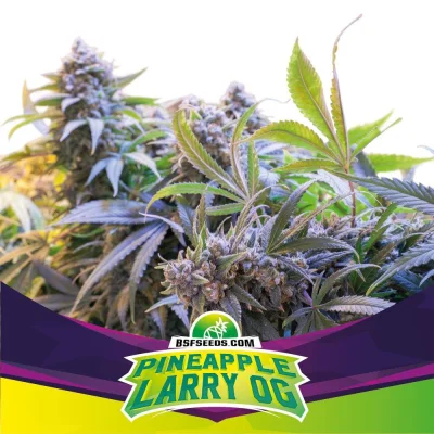 Sementes de Maconha Feminizadas Pineapple Larry OG Fem | BSF Seeds Brasil