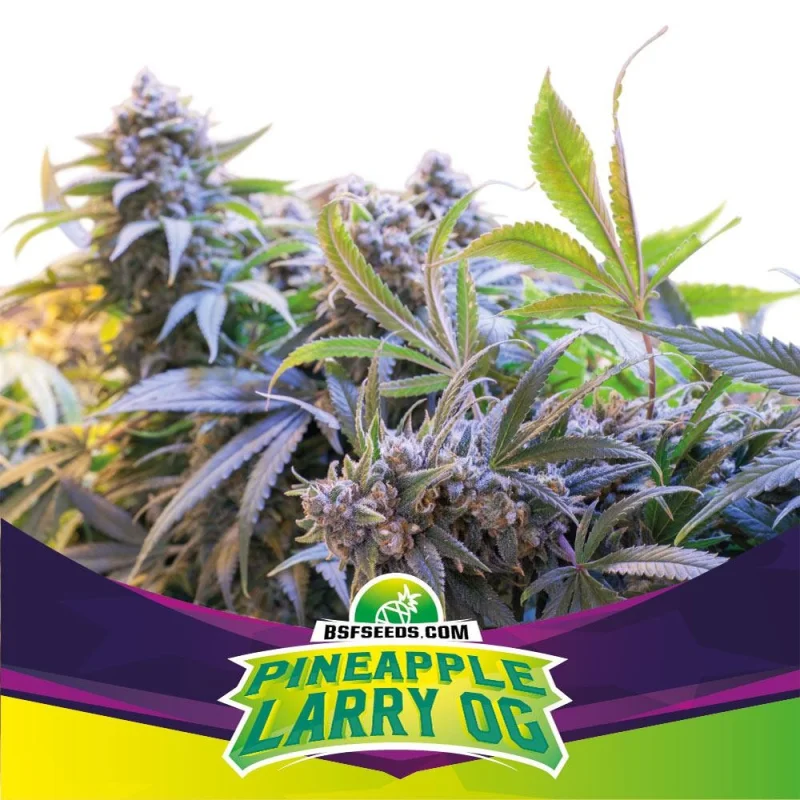 Sementes de Maconha Feminizadas Pineapple Larry OG Fem | BSF Seeds Brasil