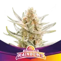 Sementes de Maconha Feminizadas Rainbows | BSF Seeds Brasil