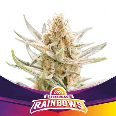 Sementes de Maconha Feminizadas Rainbows | BSF Seeds Brasil