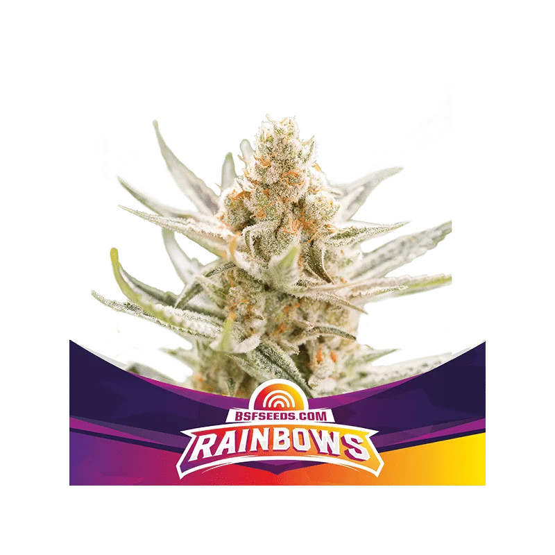 Sementes de Maconha Feminizadas Rainbows | BSF Seeds Brasil