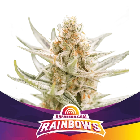 Sementes de Maconha Feminizadas Rainbows | BSF Seeds Brasil