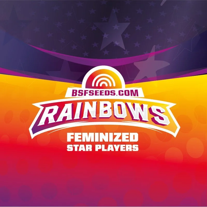 Sementes de Maconha Feminizadas Rainbows | BSF Seeds Brasil