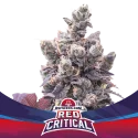 Sementes de Cannabis Automáticas Red Critical Auto | BSF Seeds Brasil | Compre Agora