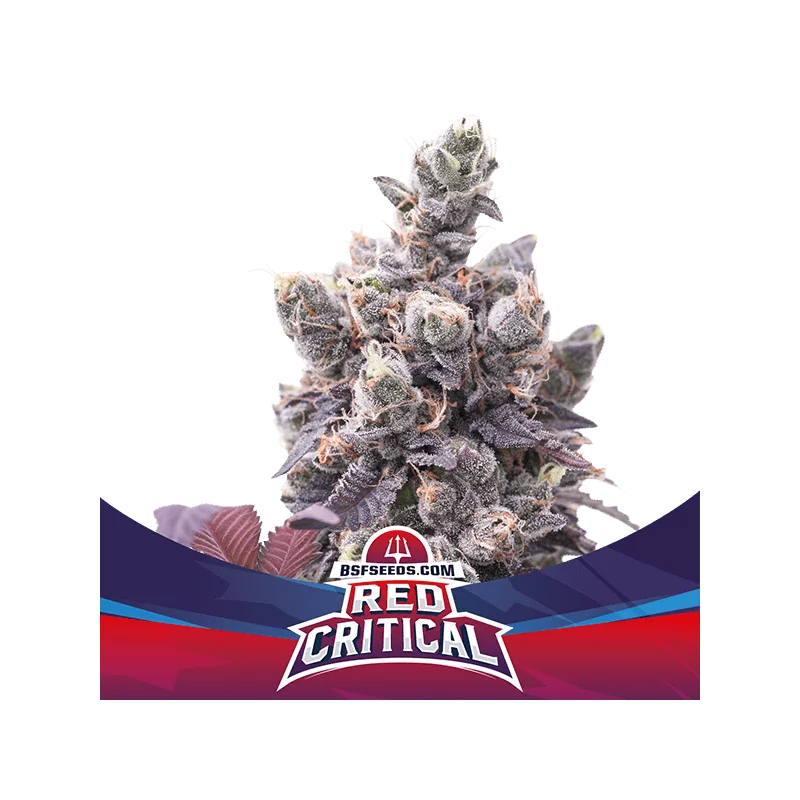 Sementes de Cannabis Automáticas Red Critical Auto | BSF Seeds Brasil | Compre Agora