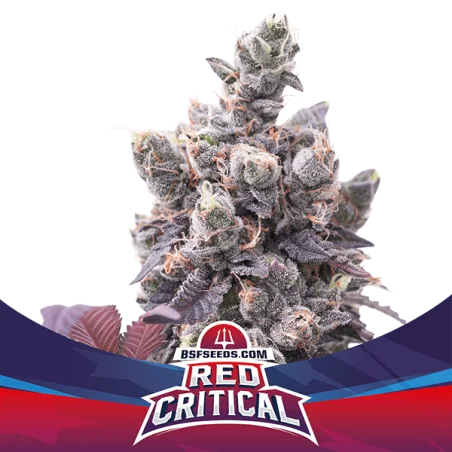 Sementes de Cannabis Automáticas Red Critical Auto | BSF Seeds Brasil | Compre Agora